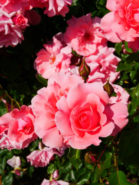 istock Rose garden on a sunny day 1150258706