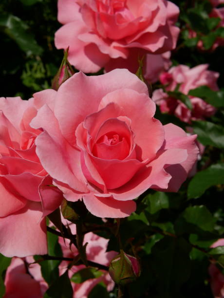 istock Rose garden on a sunny day 1150258798