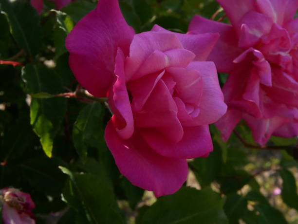 istock Rose garden on a sunny day 1150258878