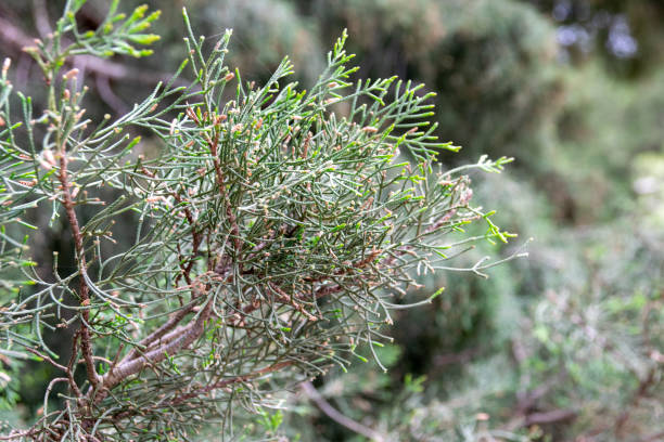 istock Green bushes on the mountainside 1150259783