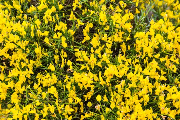 Blooming genista lydia in spring. Sunny day in the garden.