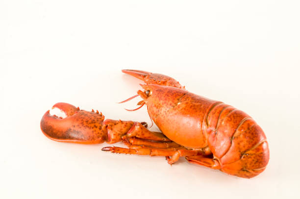 istock Delicious freshly steamed lobster 1150260124
