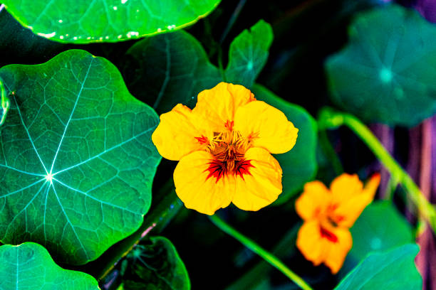 close-up of the red blossom of a nasturtium
