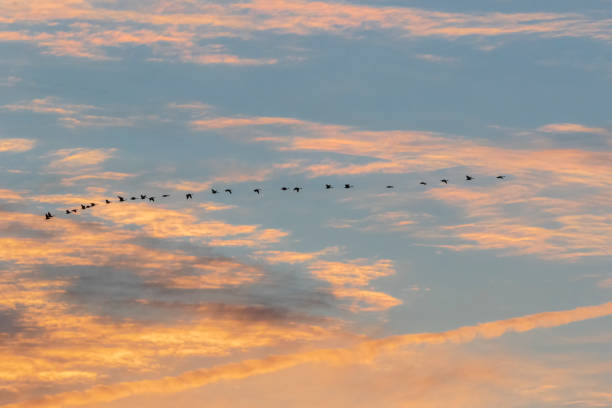 istock Line of geese flying in sunset cloudscape 1150261742