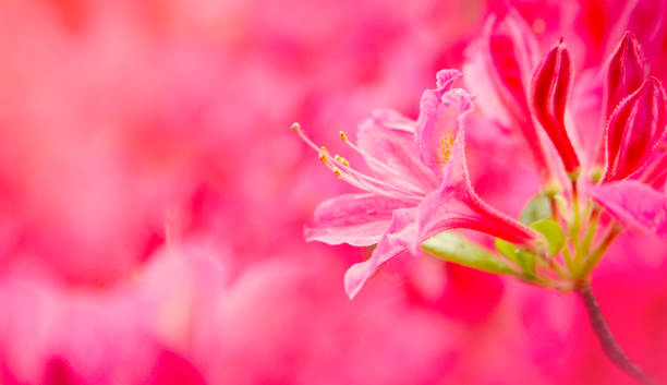 azale-blumenhintergrund - azalea magenta flower red stock-fotos und bilder
