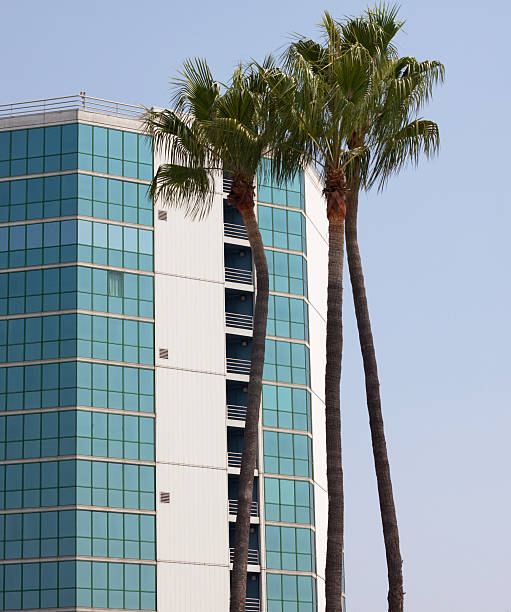 istock Office Building with Palm Trees against a cloudless sky 115026365