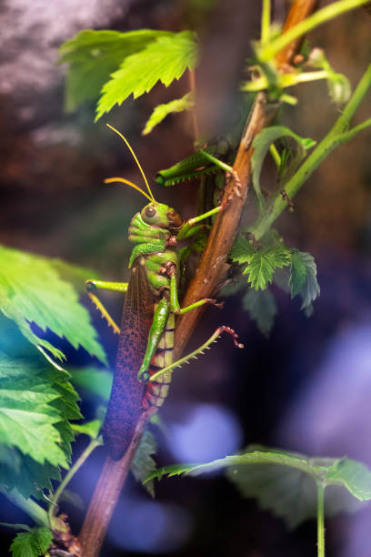 Giant South American Grasshopper Giant South American grasshopper Tropidacris violaceus, family: Romaleidae giant grasshopper stock pictures, royalty-free photos & images