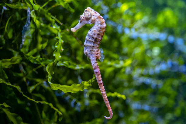 istock Single Seahorse Against Green Plants 1150263778