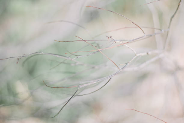 istock beautiful nature in Thailand's Deep forest 1150265099