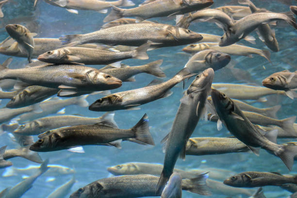 istock School of Silver Gray Fish 1150265191
