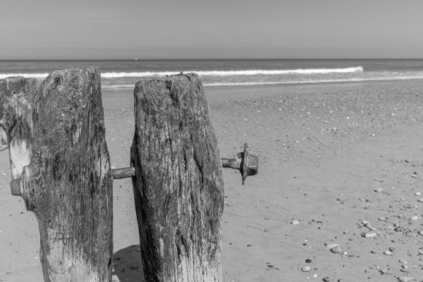 Old wooden breakwater posts on a beach.