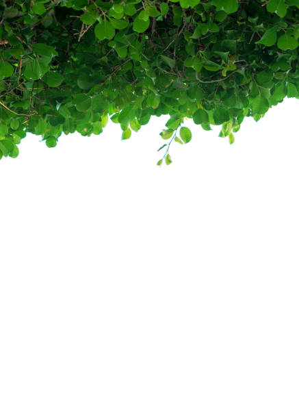 istock tree bush isolated on a white background, green leaves,  nature background, bordered with trees 1150265448