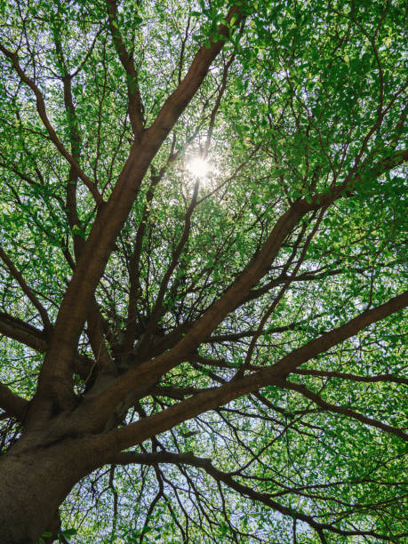 istock Under the tree With the sunlight, green leaves,  nature background, bordered with trees at nice sunny weather 1150265768