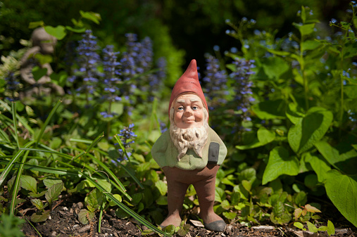 Gnome in the garden