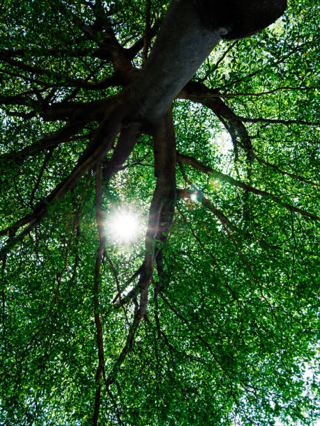 istock Under the tree With the sunlight, green leaves,  nature background, bordered with trees at nice sunny weather 1150266854