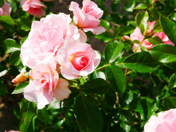 istock Rose garden on a sunny day 1150266910