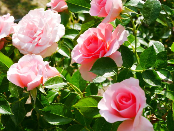 istock Rose garden on a sunny day 1150266926
