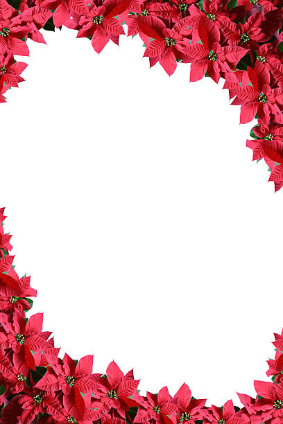 istock Poinsettia border 115026704