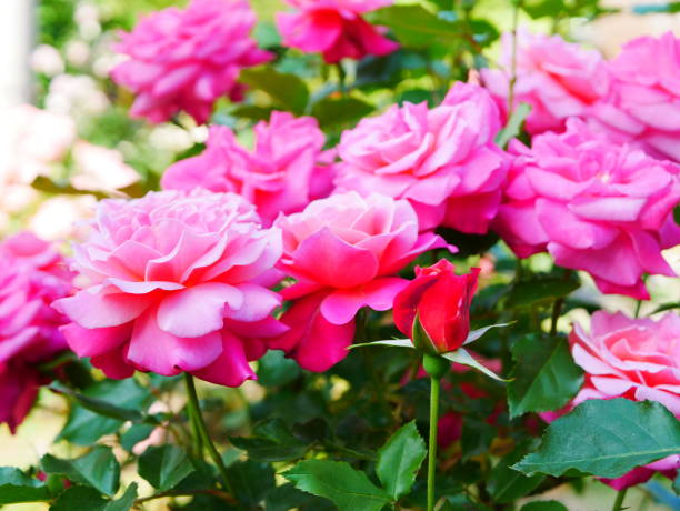 istock Rose garden on a sunny day 1150267067
