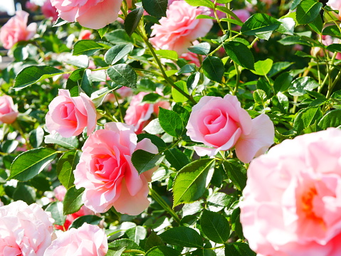 Jardín de rosas en un día soleado photo