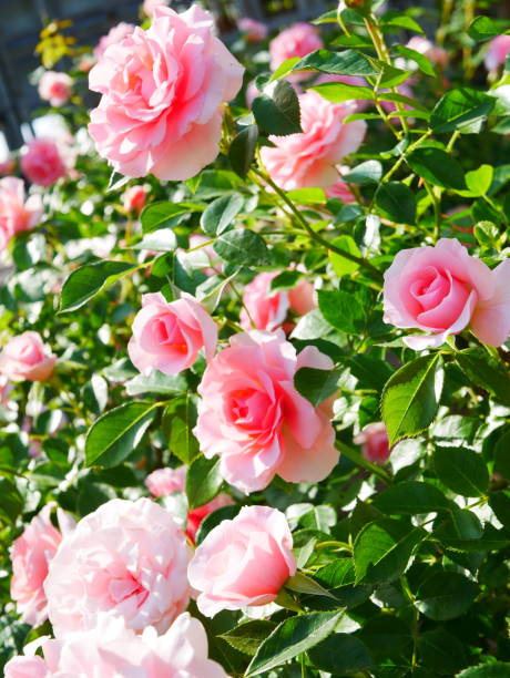 istock Rose garden on a sunny day 1150267145