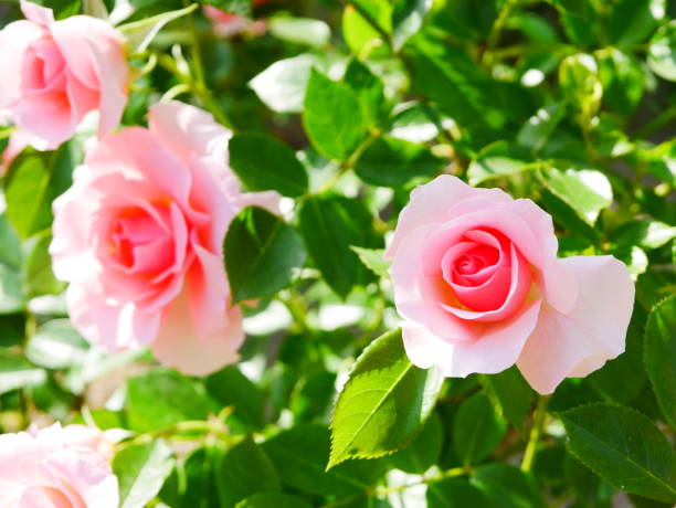 istock Rose garden on a sunny day 1150267172
