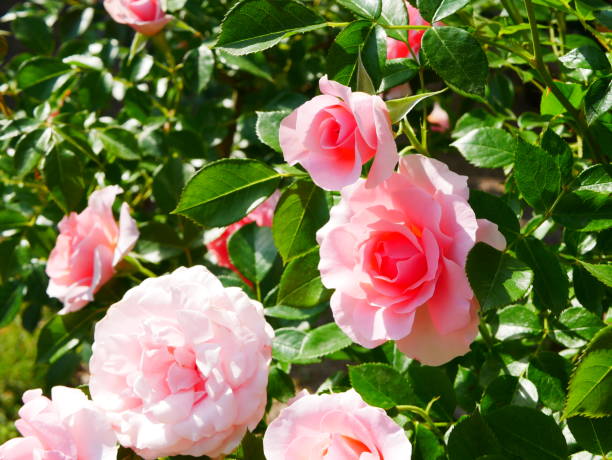 istock Rose garden on a sunny day 1150267178