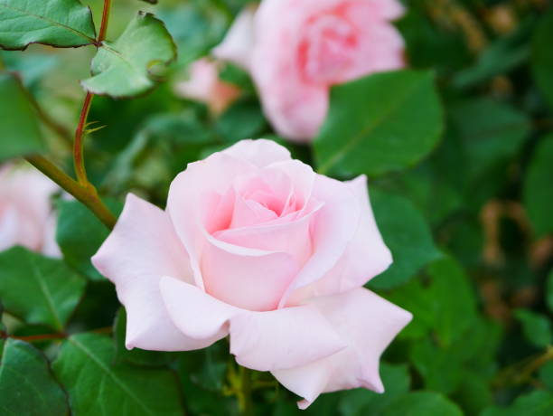 istock Rose garden on a sunny day 1150267186