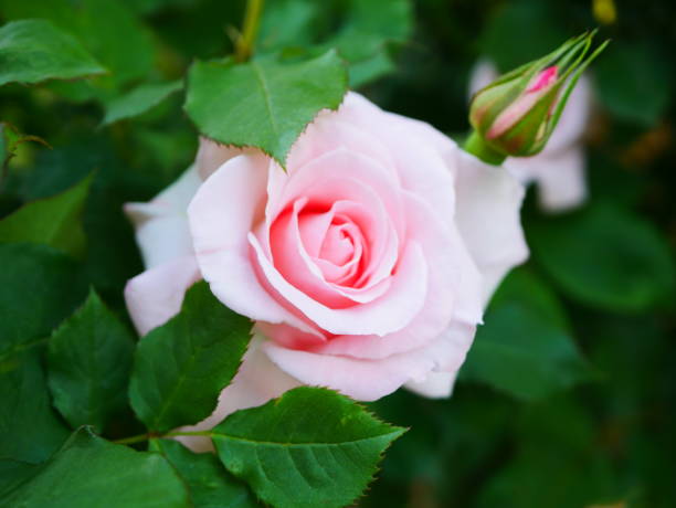 istock Rose garden on a sunny day 1150267192