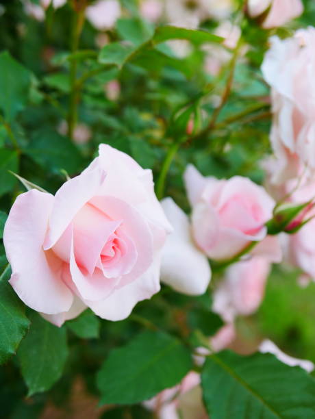 istock Rose garden on a sunny day 1150267198