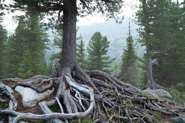 istock Big old tree with roots in the forest. Nature background. 1150267323