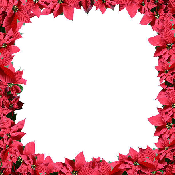 istock Poinsettia border 115026740