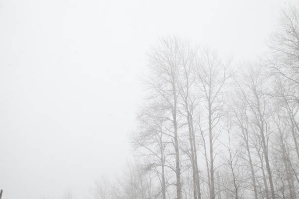 istock Forest in the fog 1150267463