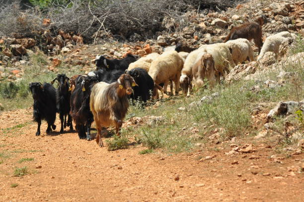 istock A herd of goats. Animals spent with pastures 1150267713