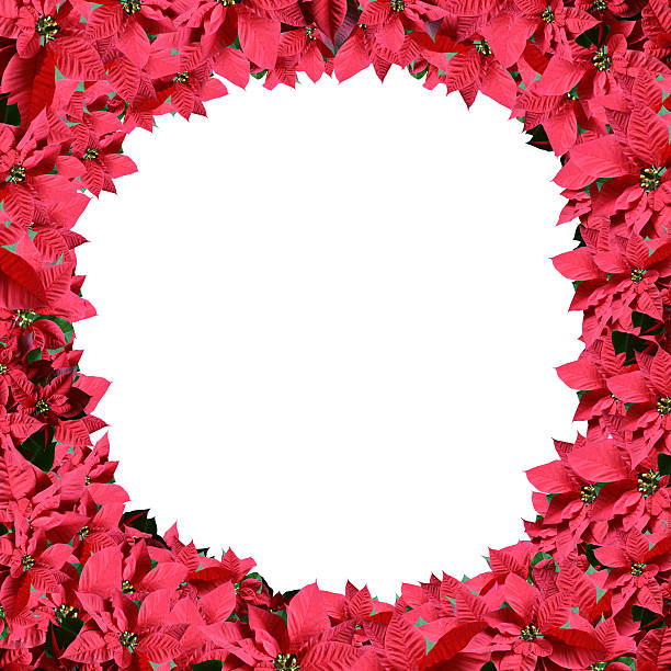 istock Poinsettia border 115026790