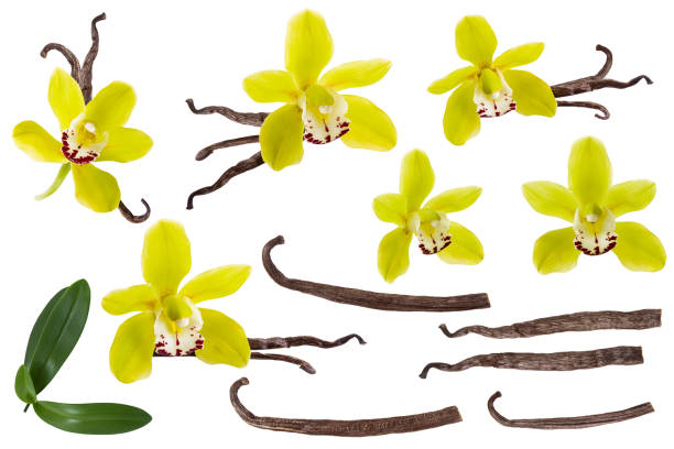 kuvapankkikuvat ja rojaltivapaat kuvat aiheesta vanilja eristetty valkoisella taustajoukolla. orkideankeltainen kukka, keppi tai kuiva papu ja vihreät lehdet ryhmäkokoelma - yellow vanilla flower with green leaves