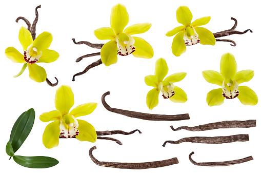 Vanilla isolated on white background set. Orchid yellow flower, stick or dry bean and green leaves group collection