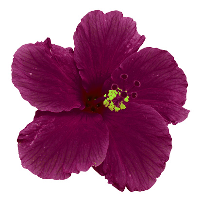 Hibiscus. Also more PHOTOS ISOLATED ON WHITE BACKGROUND