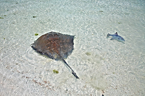 istock stingray and triggerfish in a shallow water 115026925