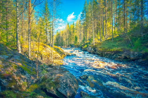 Flowing river in spring landscape. Sotkamo, Finland.