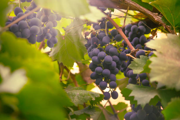 uve blu sulla vite, vitigno in vigna, fondo naturale autunnale, focus selettivo - uva zinfandel foto e immagini stock