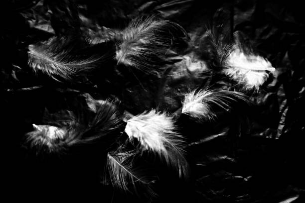 istock Beautiful closeup textures abstract the falling feathers black and white color isolated wall background and pattern 1150269817