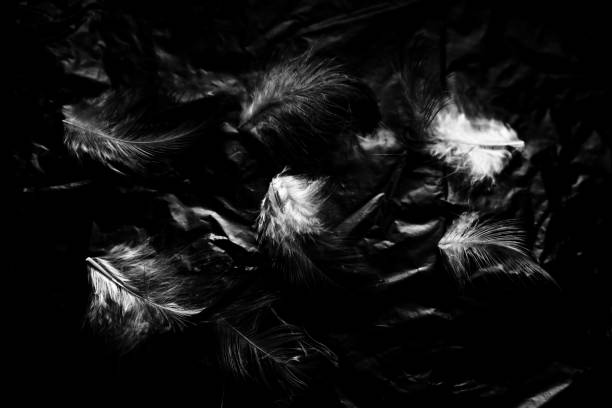 istock Beautiful closeup textures abstract the falling feathers black and white color isolated wall background and pattern 1150269868