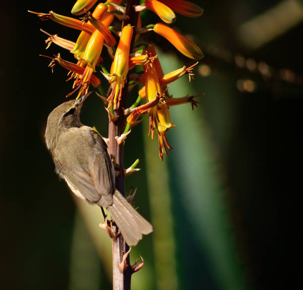 istock Small bird and aloe flowers 1150271065
