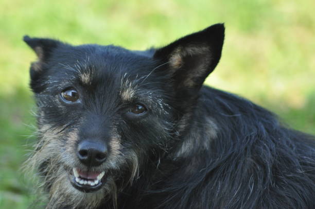 Dog, mongrel with tongue. Human friend