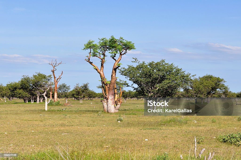 A large grassy field with unusual looking moringa trees Moringa tree in african savanna,Namibia,Etosha park Moringa - Plant Stock Photo