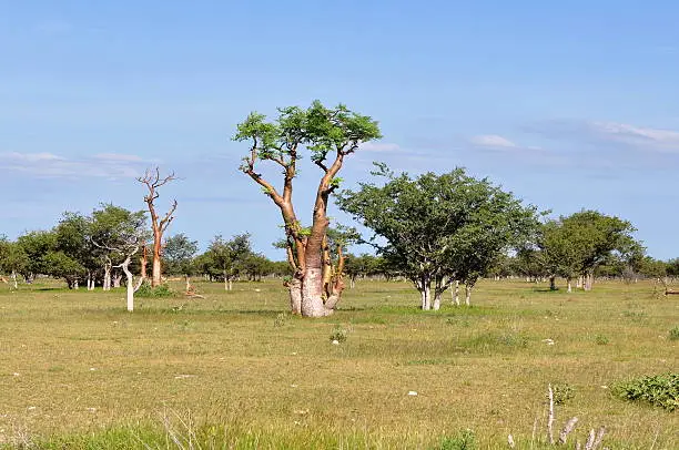 Moringa tree in african savanna,Namibia,Etosha park