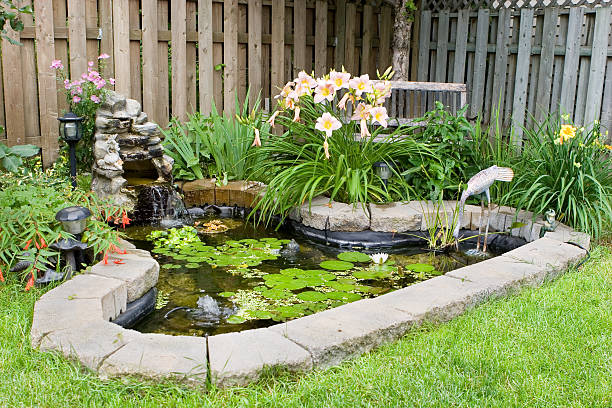 lagoa de peixe de quintal - water lily lily water water garden imagens e fotografias de stock