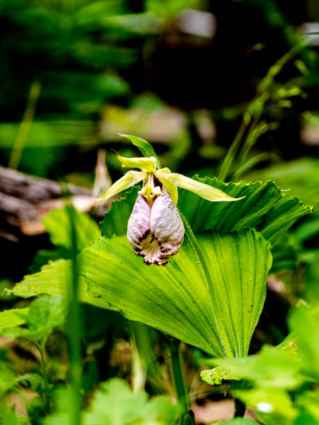 istock Cypripedium macranthum Sw. 1150272040