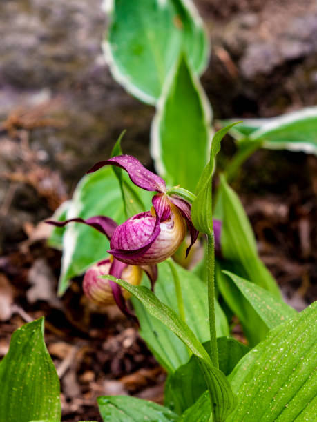 istock Cypripedium macranthum Sw. 1150272138